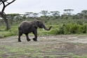 Ndutu Elefantunge00